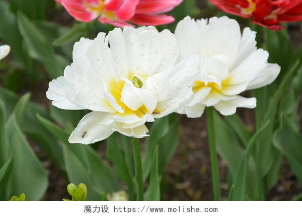 春天植物园公园盛开的白色郁金香